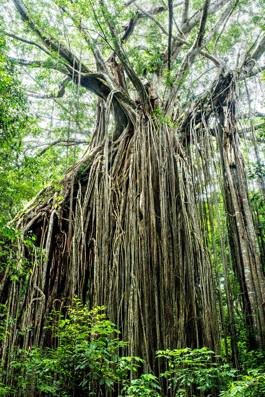 A strangler fig growing on top of its host tree